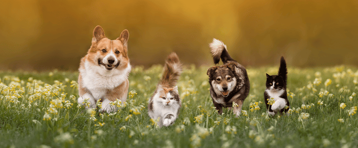 260506_Pet Trust_Blog Image_1200x500_HW